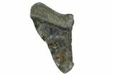 Partial, Fossil Megalodon Tooth - Serrated Blade #172209-1